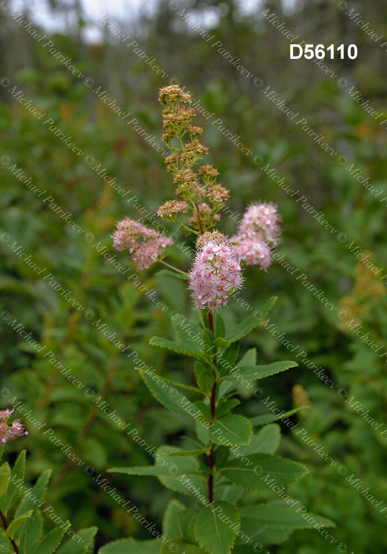 Spiraea alba